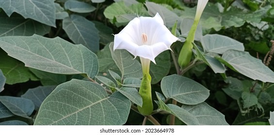 Datura is a genus of nine species of poisonous, vespertine-flowering plants belonging to the family Solanaceae.