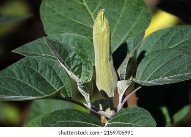 Datura Indian flowers is an annual herbaceous plant, Datura genus, Solanaceae family