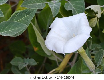 Datura innoxia - white flower close-up. Inoxia with green leaves. Floral background. White datura inoxia flower on a background of green leaves. Datura. dope, stramonium, thorn-apple, jimsonweed.