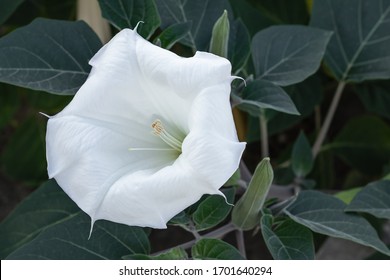 Datura innoxia - white flower from United States, Central and South America. The moonflower with green leaves outdoors. Floral background.
