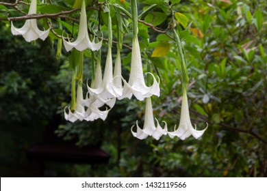 datura discolor