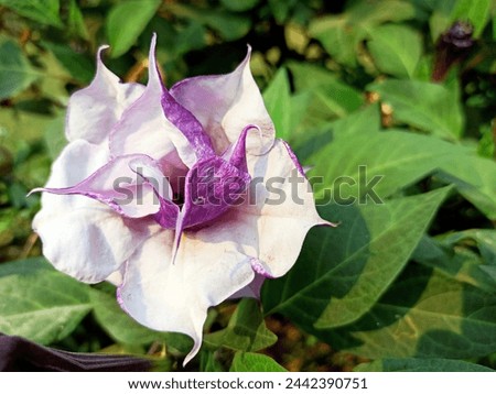Datura metel flower commonly known as indian thornapple, devil's trumpet or angel's trumpet