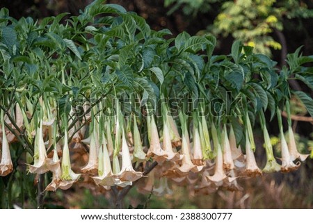 Datura metel is a shrubby perennial, commonly known as Indian thornapple, Hindu Datura, or metel and  devil's trumpet or angel's trumpet