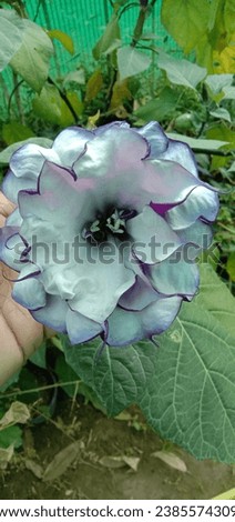 Datura metel is a shrub-like annual or short-lived, shrubby perennial, commonly known in Europe as Indian thornapple, Hindu Datura, or metel and in the United States as devil's trumpet or angel's trum