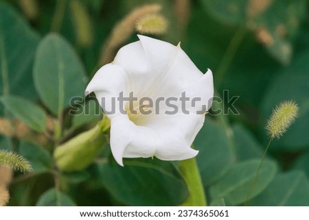 Datura metel with white petals found on the side of the road. Indian thornapple, Hindu Datura, metel, devil's trumpet or angel's trumpet.