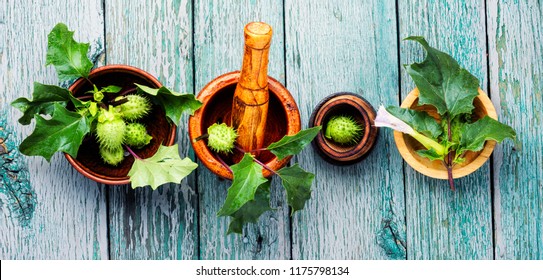 Datura plant , dope, stramonium or thorn-apple.Herbal medicine.Healing herbs