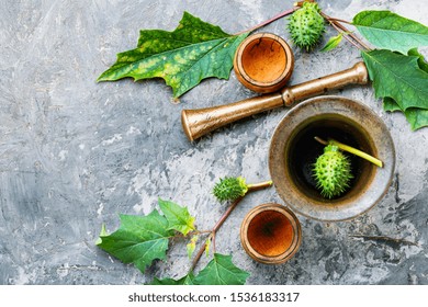 Datura の画像 写真素材 ベクター画像 Shutterstock