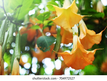 Datura Stramonium