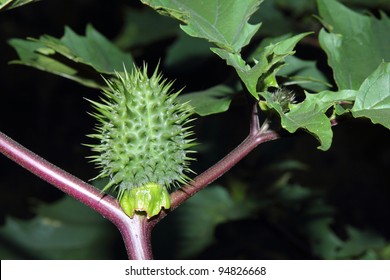 Datura Stramonium.