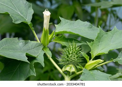 花ととげのあるリンゴの接写を持つ アウトドアのダトゥラ ストラモニウム植物 の写真素材 今すぐ編集 花ととげのあるリンゴの接写を持つ アウトドアのダトゥラ ストラモニウム植物 の写真素材 今すぐ編集