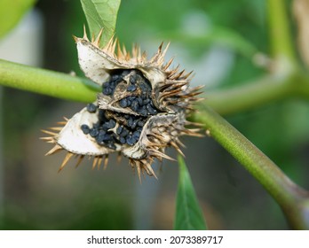 datura stramonium plant with lila flowers and black,toxic seeds close up