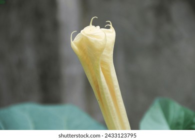 Datura wrightii, commonly known as sacred datura, is a poisonous perennial plant species and ornamental flower of the family Solanaceae