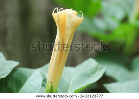 Datura wrightii, commonly known as sacred datura, is a poisonous perennial plant species and ornamental flower of the family Solanaceae