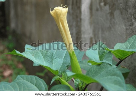 Datura wrightii, commonly known as sacred datura, is a poisonous perennial plant species and ornamental flower of the family Solanaceae