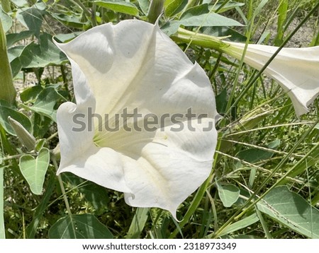 Datura Wrightii  also known as Sacred  Thorn-Apple ￼