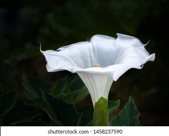 Datura wrightii, Sacred datura flower on dark background, large upright white trumpet shape. Poisonous but very beautiful.