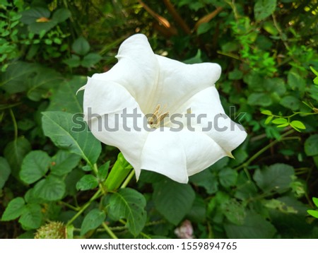 Datura wrightii, or sacred datura, is the name of a poisonous perennial plant and ornamental flower of southwestern North America. It is sometimes used as a hallucinogen.