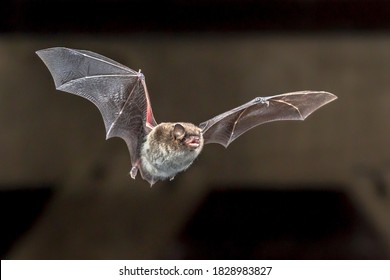 Daubentons bat (Myotis daubentonii) flying on attic of house