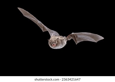 Murciélago Daubentons (Myotis daubentonii)