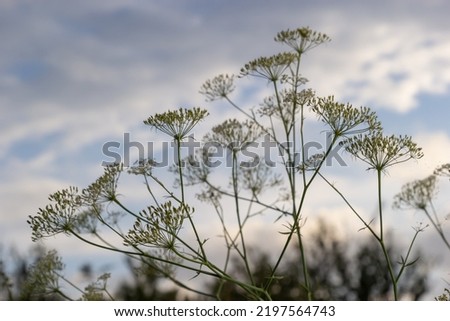 Daucus carota inflorescence, showing umbellets. White small flowers on garden. Blooming vegetables in the garden. Stock photo © 