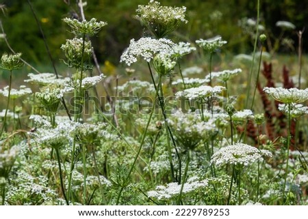 Daucus carota inflorescence, showing umbellets. White small flowers on garden. Blooming vegetables in the garden. Stock photo © 