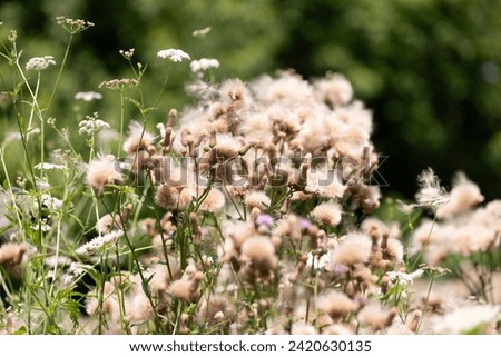 Daucus carota and thistle pappus or down in summertime