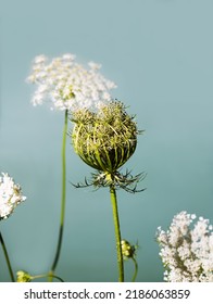 Daucus carota White wildflowers umbellate inflorescence in a glass vase on a green background. - Shutterstock ID 2186063859