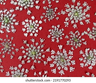 Daucus carota White wildflowers umbellate inflorescence on a red background. Top view, floral pattern. Pressed flower art. - Shutterstock ID 2191770293