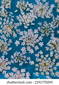 Daucus carota White wildflowers umbellate inflorescence on a red background. Top view, floral pattern. Pressed flower art. - Shutterstock ID 2191770295