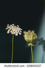 Daucus carota White wildflowers umbellate inflorescence in a glass vase on a green background. Vertical shot - Shutterstock ID 2208345237