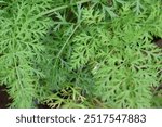 Daucus carota, whose common names include wild carrot,[3] European wild carrot, bird