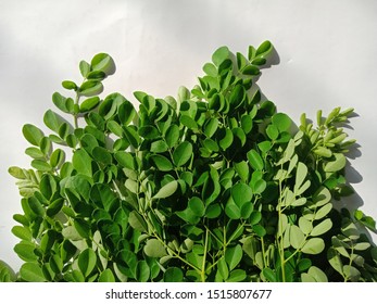 Daun moringa