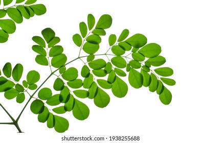 Daun kelor, Moringa leaves ( Moringa oleifera ) on white background 