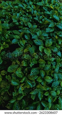 Daun (leaf) is the flat, green part of a plant, typically responsible for photosynthesis, the process by which plants convert sunlight into energy. Leaves come in various shapes, sizes, and colors, an