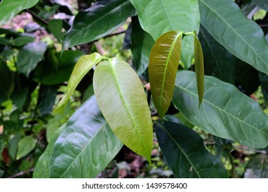 44 Daun melinjo Images, Stock Photos & Vectors | Shutterstock