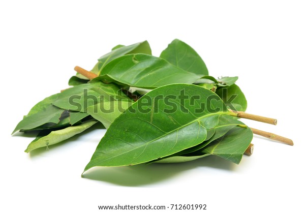 Daun Salam Known Indonesian Bay Leaf Stock Photo Edit Now 712601992