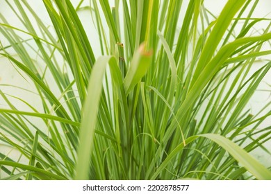 Daun Sereh - Cymbopogon Citratus 