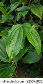 Daun sirih or Betel leaf (Piper betle L) is a medicinal plant. Its essential oil has antibacterial activity of phenolic compounds and theirs derivatives that can inhibit a wide range of bacteria. - Shutterstock ID 2253788227