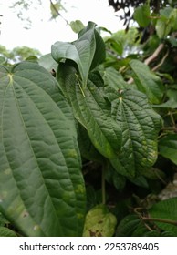 Daun sirih or Betel leaf (Piper betle L) is a medicinal plant. Its essential oil has antibacterial activity of phenolic compounds and theirs derivatives that can inhibit a wide range of bacteria. - Shutterstock ID 2253789405
