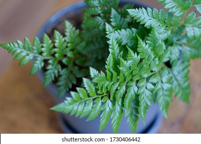 Davallia Fern Indoor Plant Houseplant