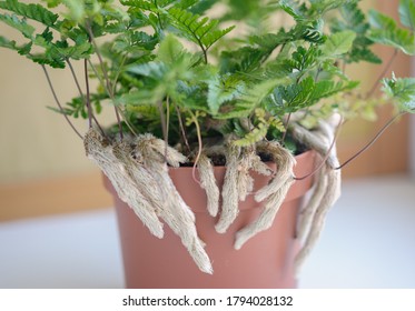 Davallia Fijensis Fern Rabbit's Foot Fern Indoor Plant Houseplant