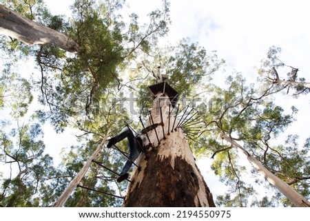 Dave Evans Bicentennial Tree - Western Australia