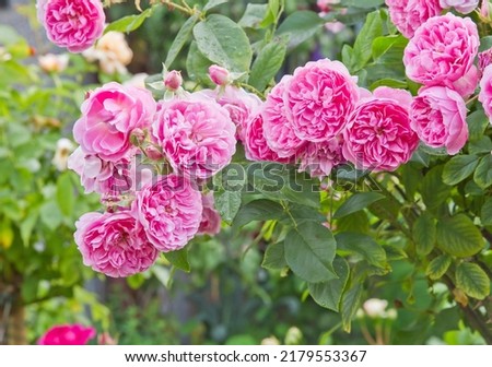 David Austin scented rose Harlow Carr [[stock_photo]] © 