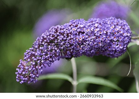 David's buddleia shown ... ...