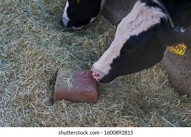 Davis, California / United States Of America November 9 2019: A Cow Reaching For A Salt Lick On The Ground. 