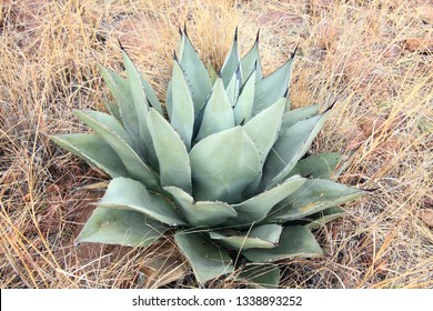 Davis Mountains State Park, Texas, USA