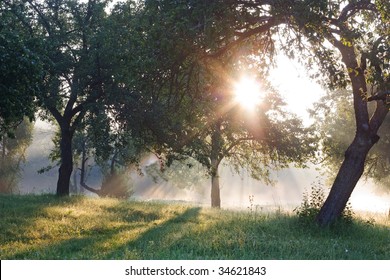 Dawn In The Apple Garden Of Eden