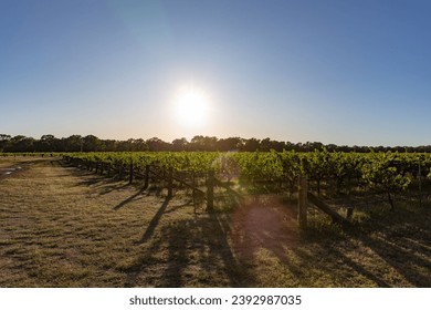 Dawn Breaking Over Winery Paths, Casting Shadows Along the Vineyard's Green Tapestry - Powered by Shutterstock