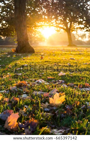 dawn breaking through trees onto grass and fallen leaves