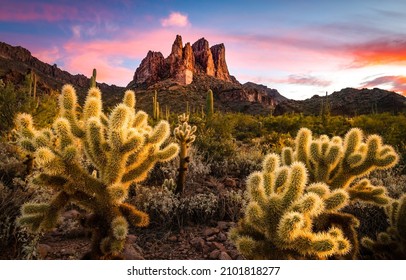 Dawn In Cactus Desert Landscape